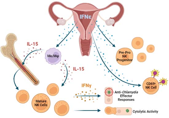 Read online! #InterferonEpsilon is a novel regulator of #NKcell responses in the uterus By J. Mayall, J. Horvat, @pjhpauljh, @HansbroResearch & colleagues @CentenaryInst @UTS_Science @Hudson_Research 🗞️➡️doi.org/10.1038/s44321…