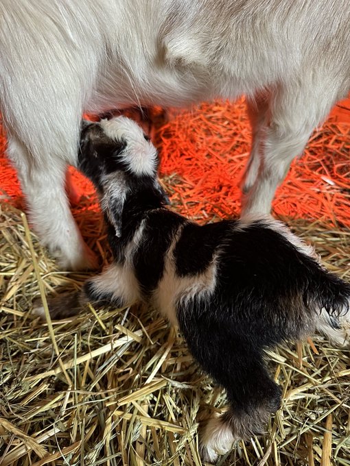 Well here&rsquo;s Laramie and Dutton 🤍. Born yesterday @ 1:20pm. https://t.co/IFttHRwWWL