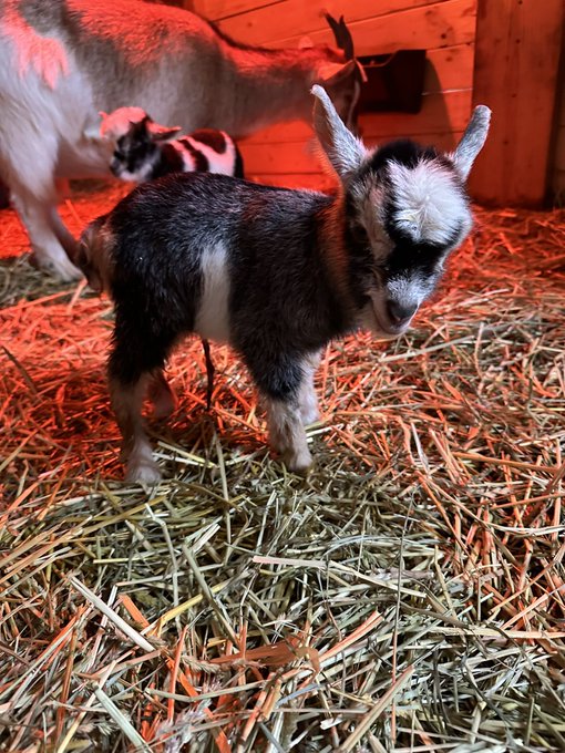 Well here&rsquo;s Laramie and Dutton 🤍. Born yesterday @ 1:20pm. https://t.co/IFttHRwWWL