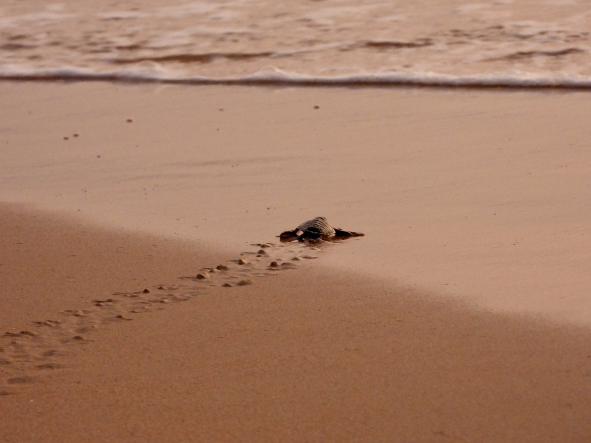 Turtle_ecology tweet picture