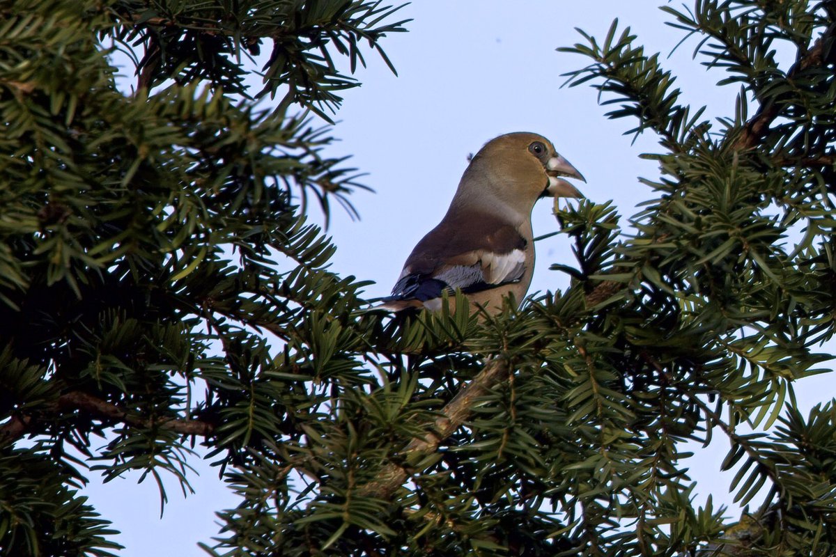Neil_TFFD's tweet photo. Five Hawfinches seen at St Andrew’s Church, Bramfield this afternoon. #hertsbirds @Britnatureguide @Natures_Voice https://t.co/n244KHHir0