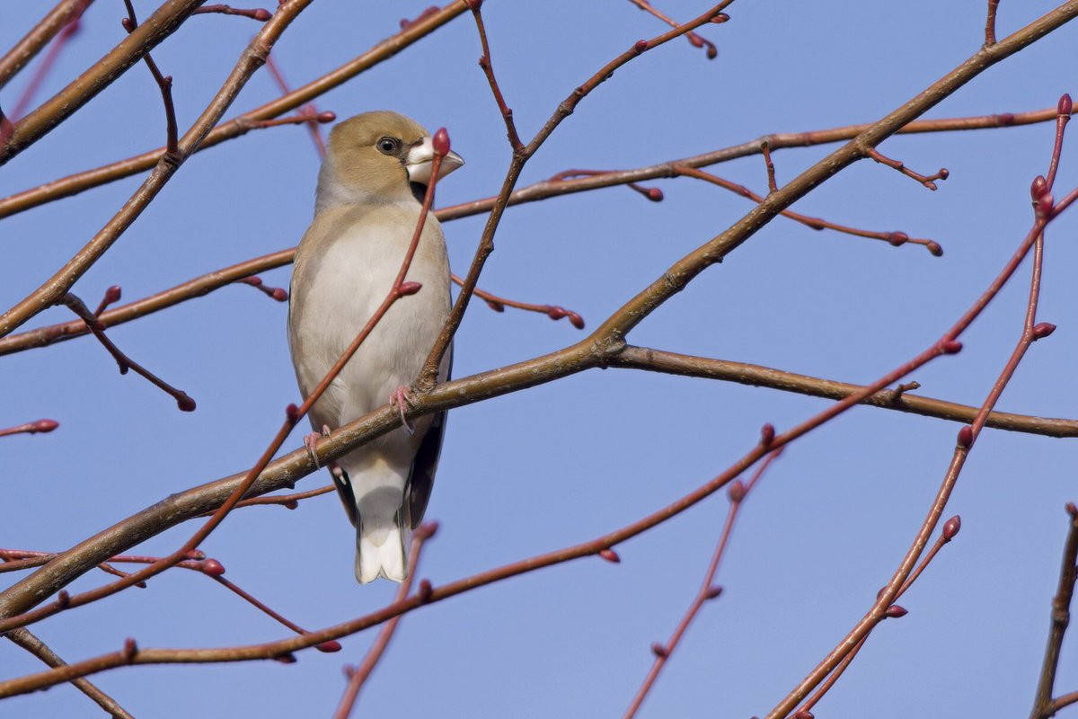 Neil_TFFD's tweet photo. Five Hawfinches seen at St Andrew’s Church, Bramfield this afternoon. #hertsbirds @Britnatureguide @Natures_Voice https://t.co/n244KHHir0