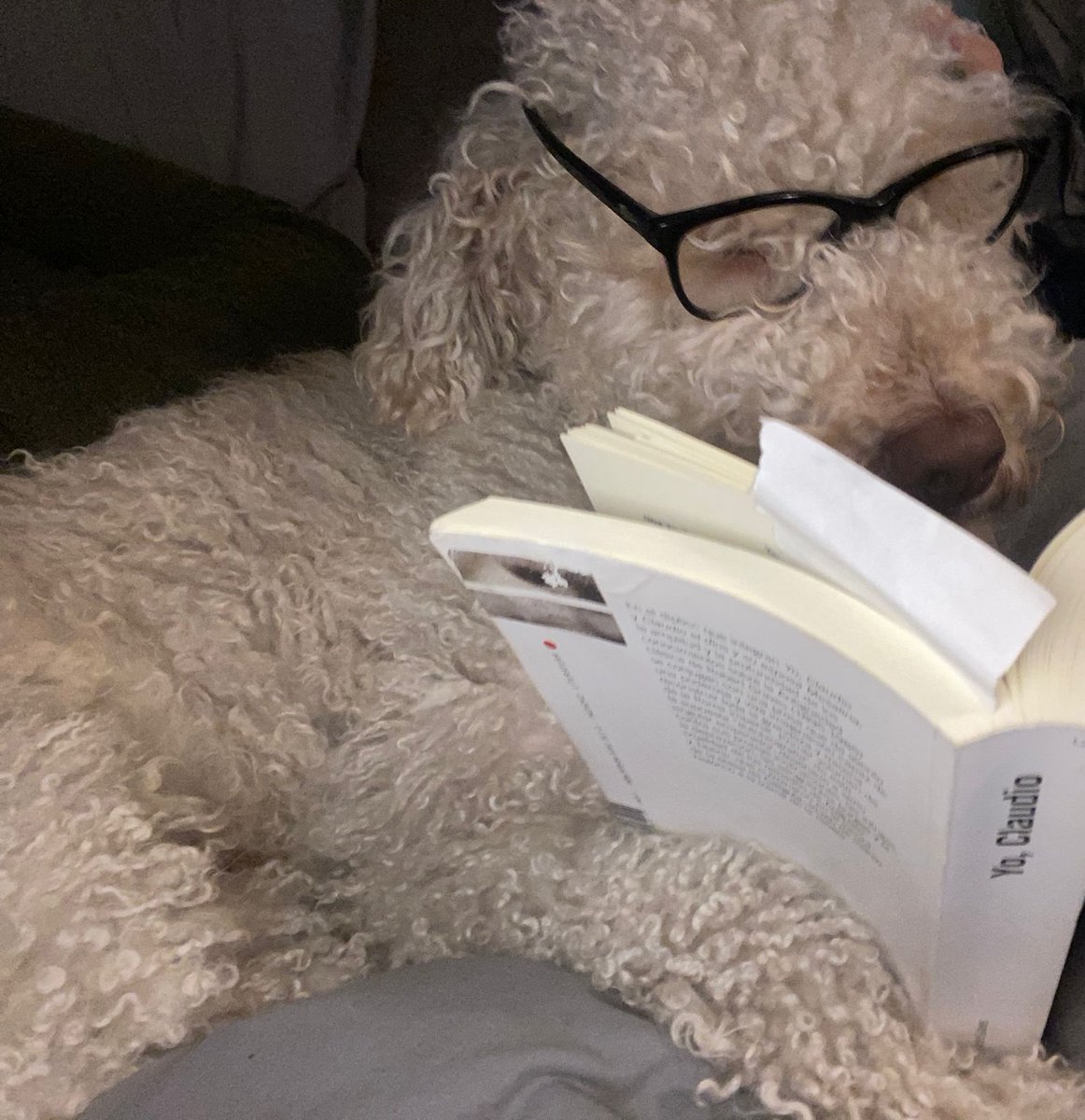 MarioComa1400's tweet photo. @Bibliomaniatico Mi perro Rufo (no relacionado con Quinto Salvidieno) se leyó Yo, Claudio el año pasado en preparación para el #EmeritaLvdica de junio. 
Desde la parte de Calígula él también quiere ser cónsul. https://t.co/MVB93kLegr