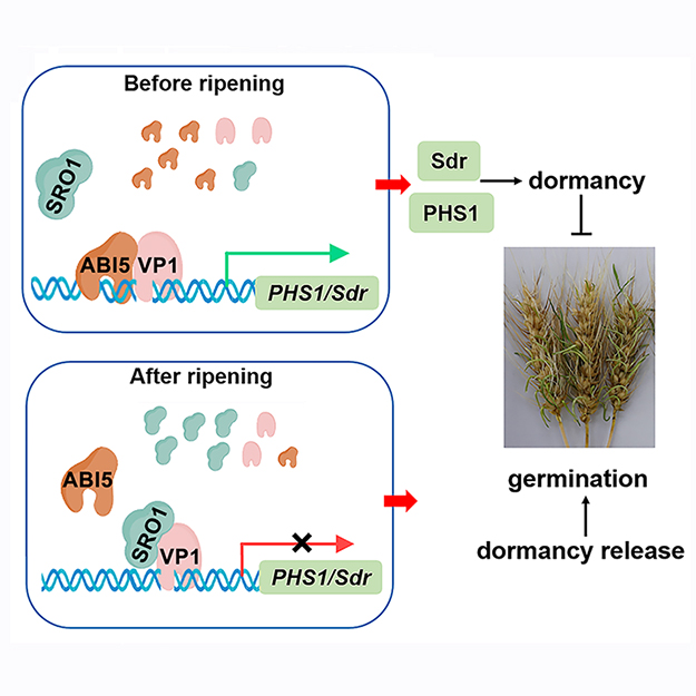 JIPBio's tweet image. ⏰Understanding the #genetic mechanisms that regulate #seed #dormancy and resistance to pre-harvest sprouting is crucial for ensuring global #FoodSecurity. Here, Liu et al. explore the role of TaSRO1 in the regulation of PHS.
doi.org/10.1111/jipb.1… @wileyplantsci #JIPB #PlantSci