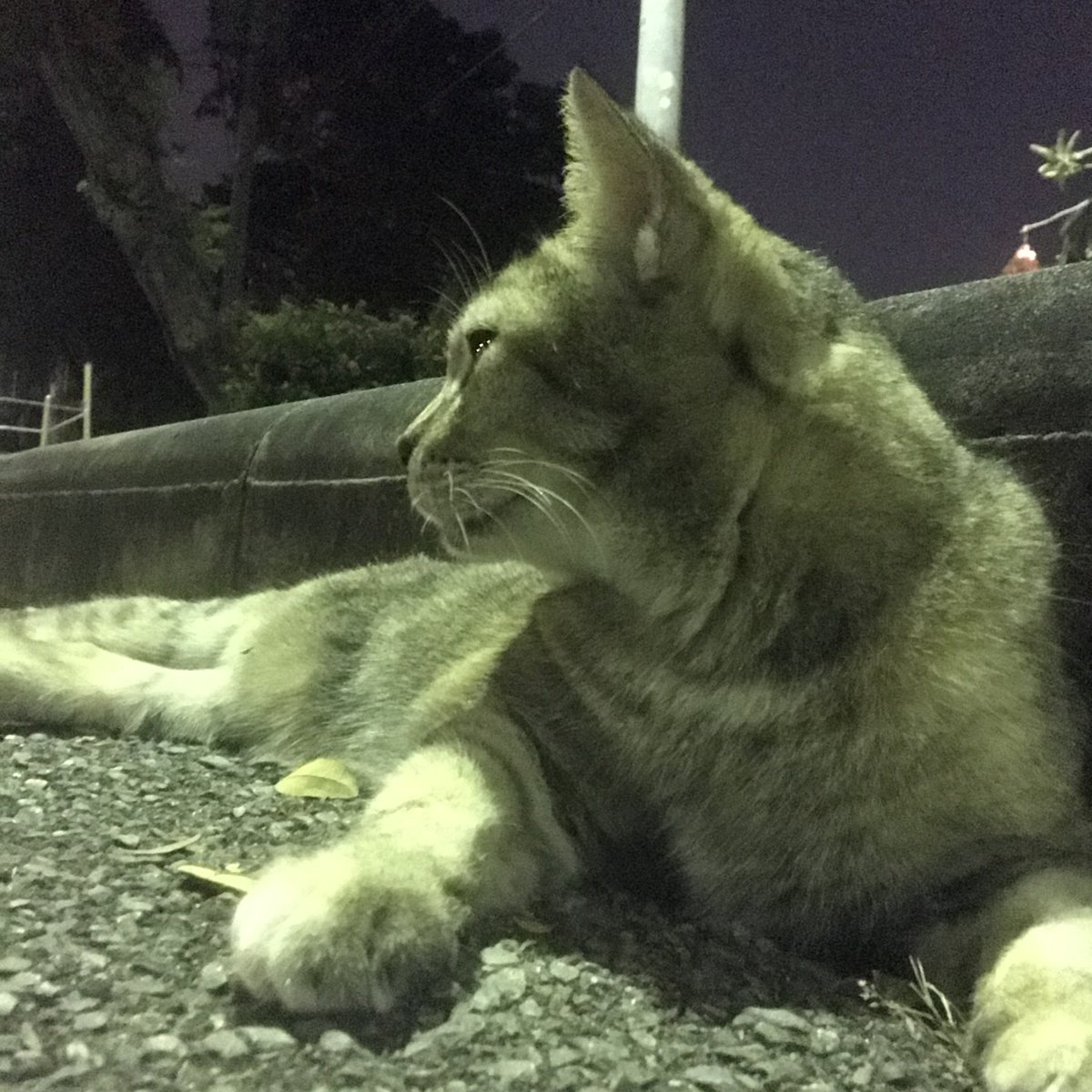 渐入 (@vanlounge7788) on Twitter photo 