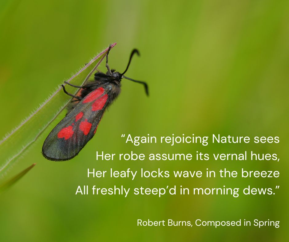 Today we celebrate Robert Burns, a poet whose appreciation for Scotland's beautiful and abundant nature sings through so many of his poems.

Happy #BurnsDay 💙

📸 New Forest burnet moth (yes, we're attempting a pun here) (c) Tom Prescott @savebutterflies