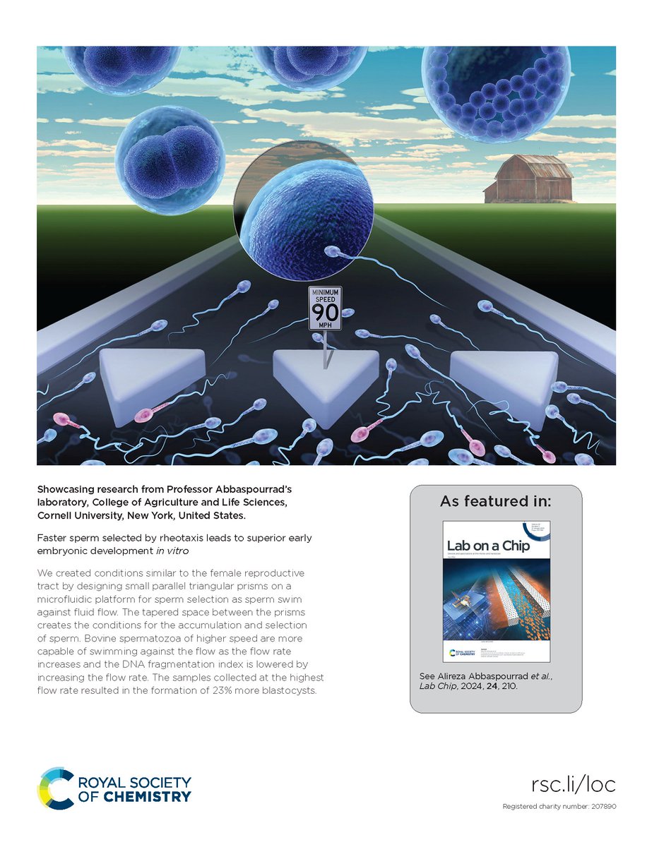 Lab on a Chip (@labonachip) on Twitter photo Faster #sperm selected by #rheotaxis leads to superior early embryonic development in vitro
@Mohamma33812489 & Alireza Abbaspourrad et al. <a href="/CornellCALS/">Cornell CALS</a> <a href="/Cornell/">Cornell University</a>
pubs.rsc.org/en/content/art… Faster #sperm selected by #rheotaxis leads to superior early embryonic development in vitro
@Mohamma33812489 & Alireza Abbaspourrad et al. <a href="/CornellCALS/">Cornell CALS</a> <a href="/Cornell/">Cornell University</a>
pubs.rsc.org/en/content/art…