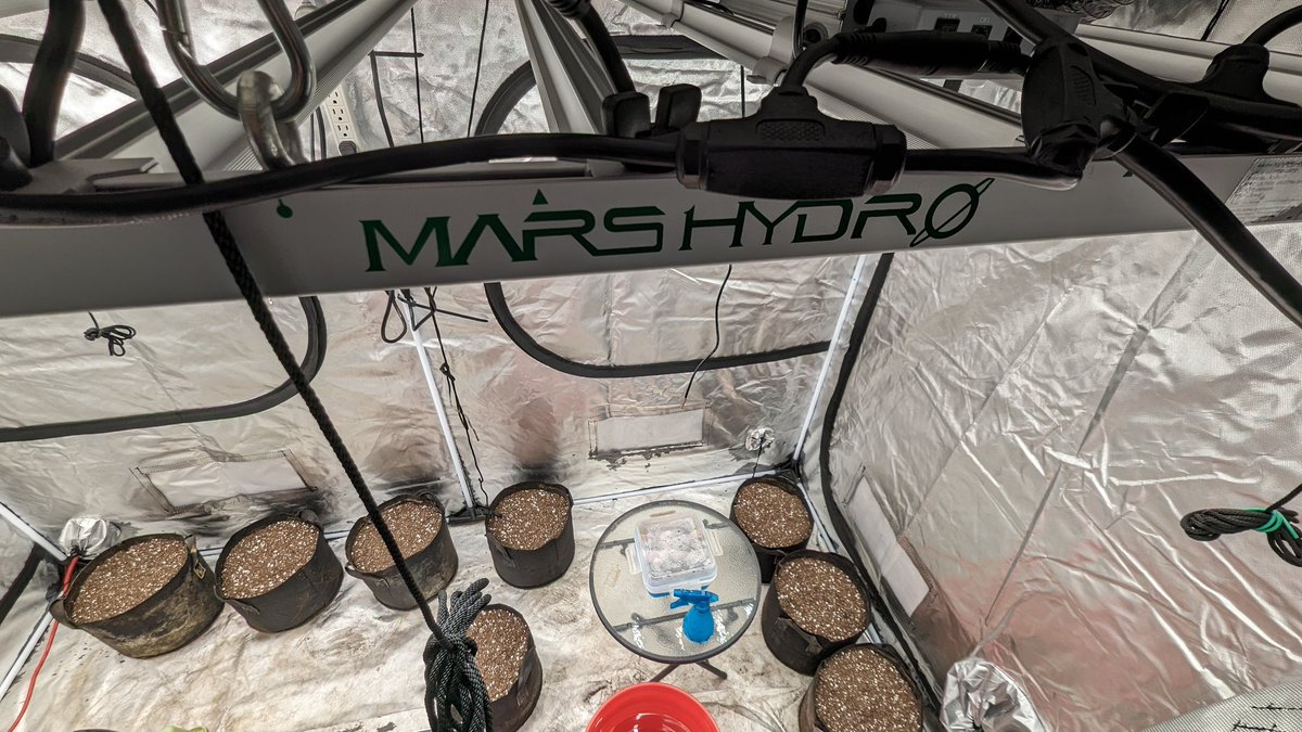 GoonerBudz_Fc's tweet image. Pots are filled, seeds are started. Germination incoming! 😎 @MarsHydroLight #fce4800 #cannabiscommunity