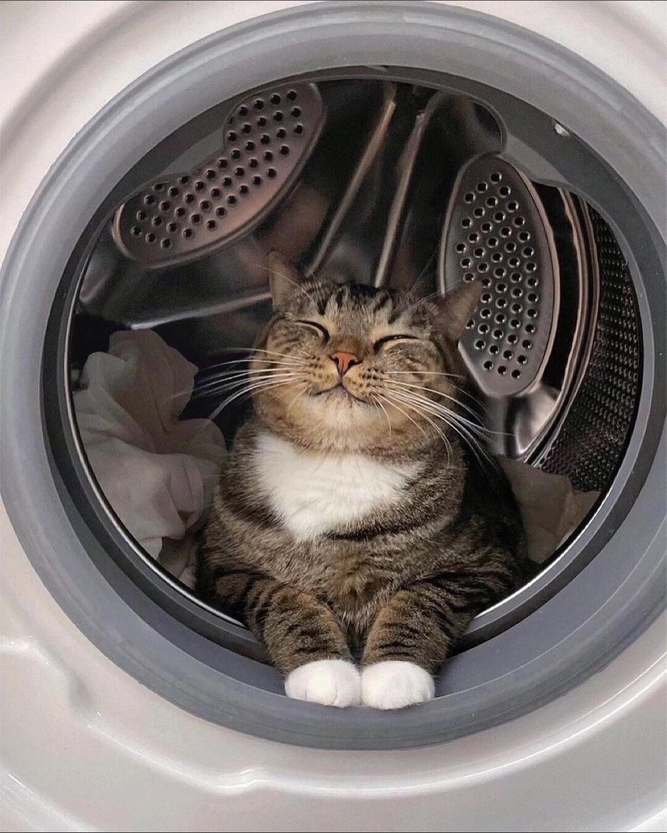 Meow content (@meow_cutts) on Twitter photo 