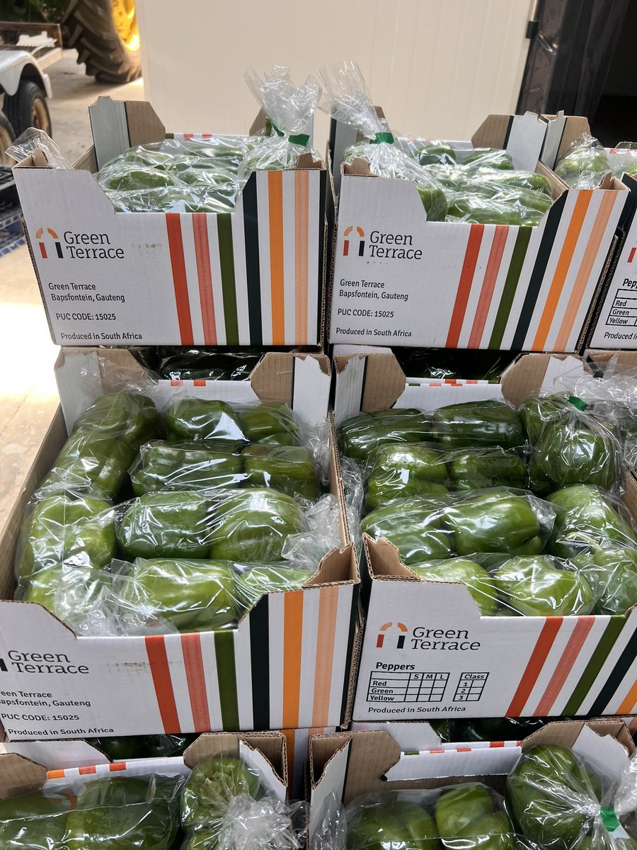 I’ve been a farming for 8 years now and sometimes it still feels like I don’t know what I’m doing.

I guess it’s part of the journey, being challenged and learning at the same time. 🫑 

📍 Green Terrace (Pty) Ltd