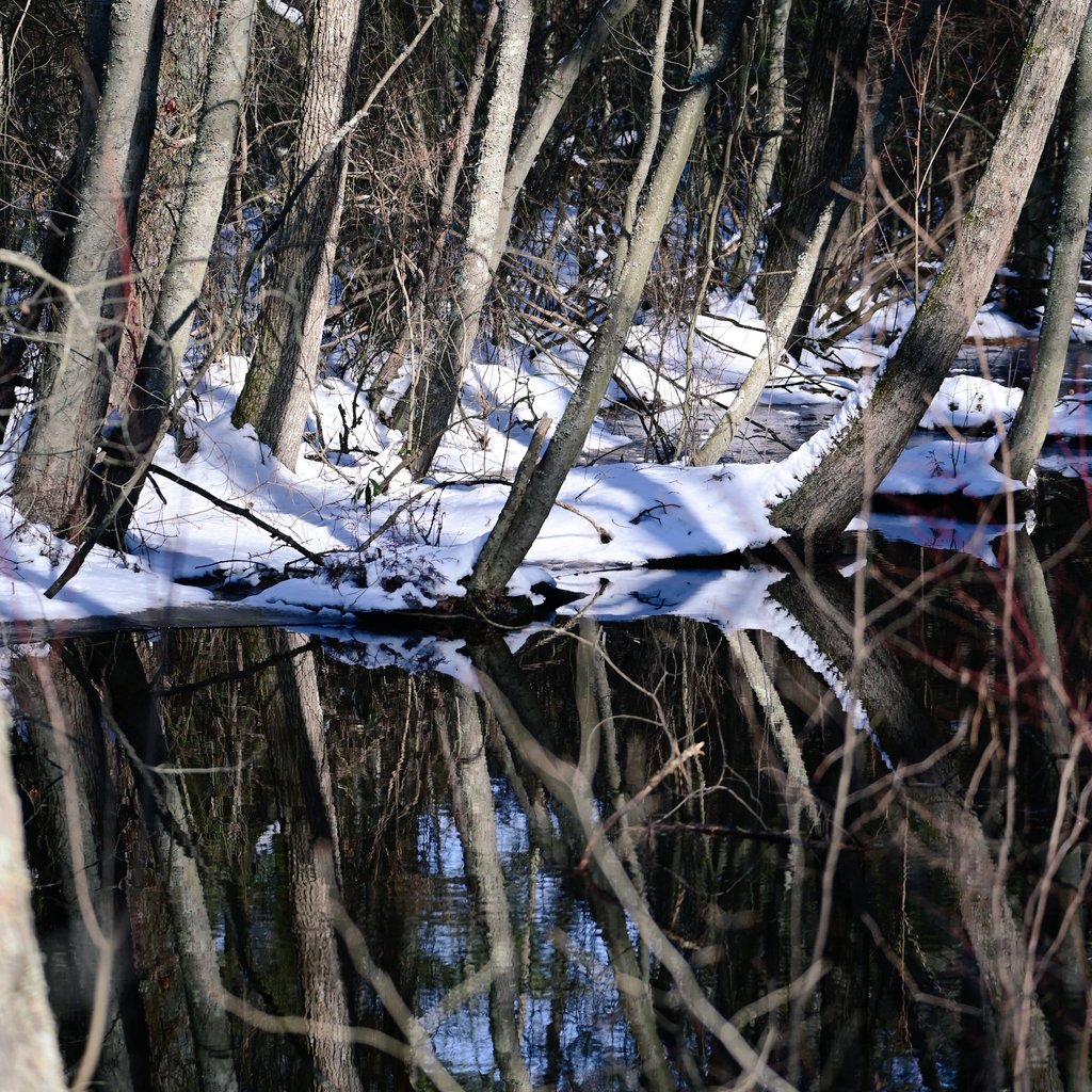 nj_pinelands's tweet photo. NATURE AS ART: Here’s a new reflection of the forest coated in snow and bathed in sunlight in the New Jersey Pinelands … 

📷: Paul Leakan, Pinelands Commission Communications Officer 

#snow #pinelands #snowy #njstateparks #whitesbog #trees #reflection #nj https://t.co/Z3nOHVnIGG