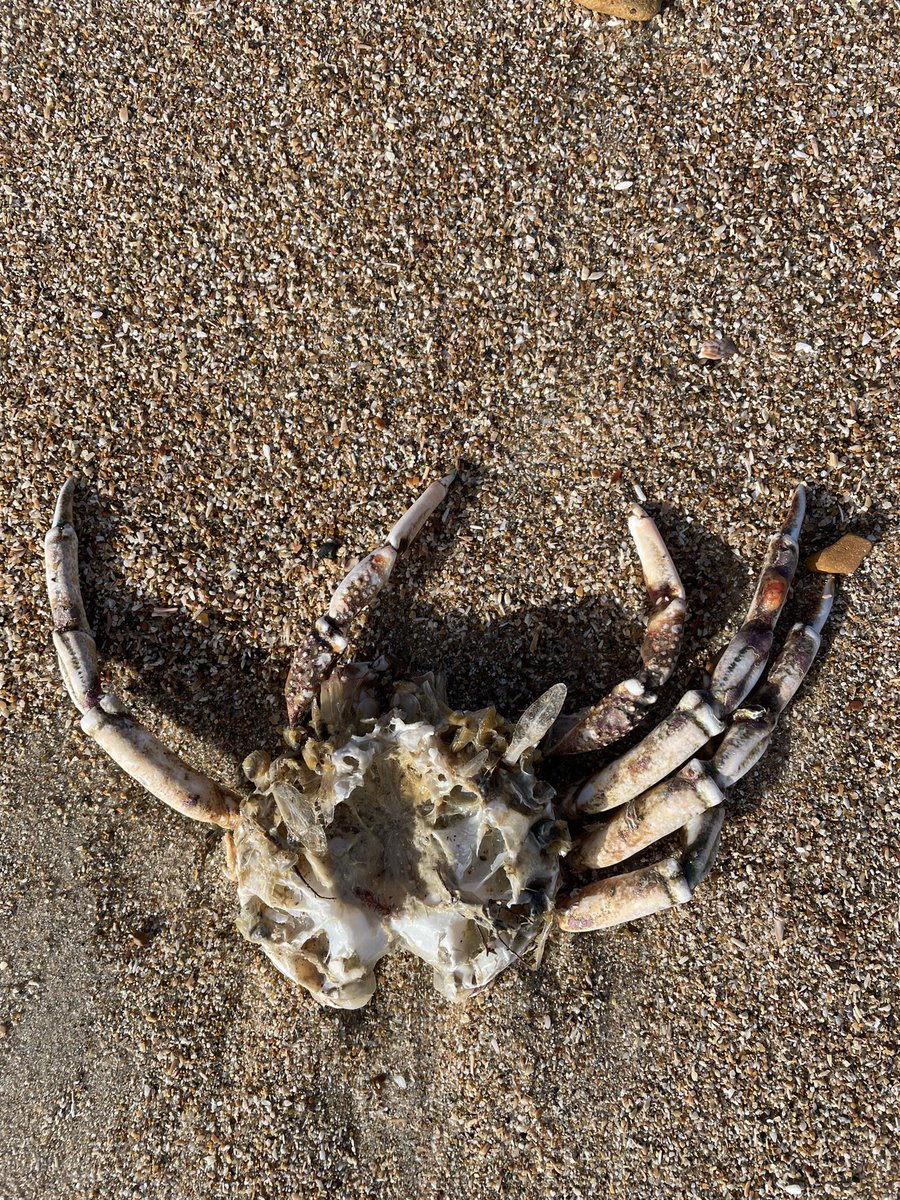 #beachfind #crab