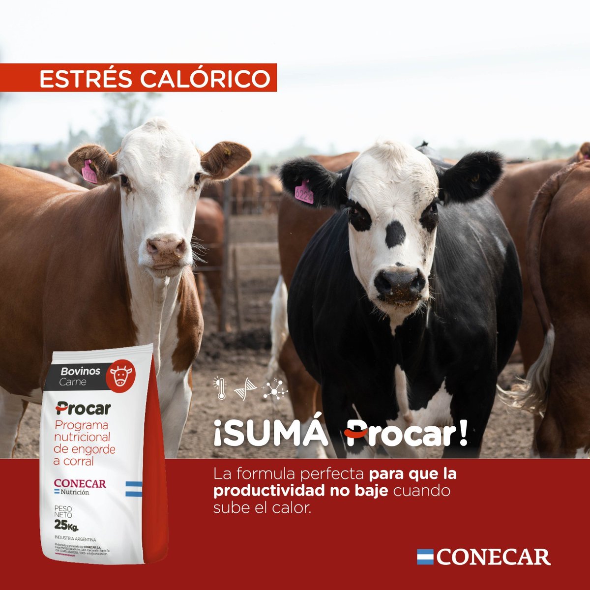 CONECAR's tweet image. #PROCAR, es nuestro Programa Nutricional de Engorde a Corral 🐮.

✔️ Excelente conversión alimenticia.
✔️ Recomendado para animales en terminación.

#Conecar #NutriciónAnimal #EngordeACorral #Animal #campo #campoargentino