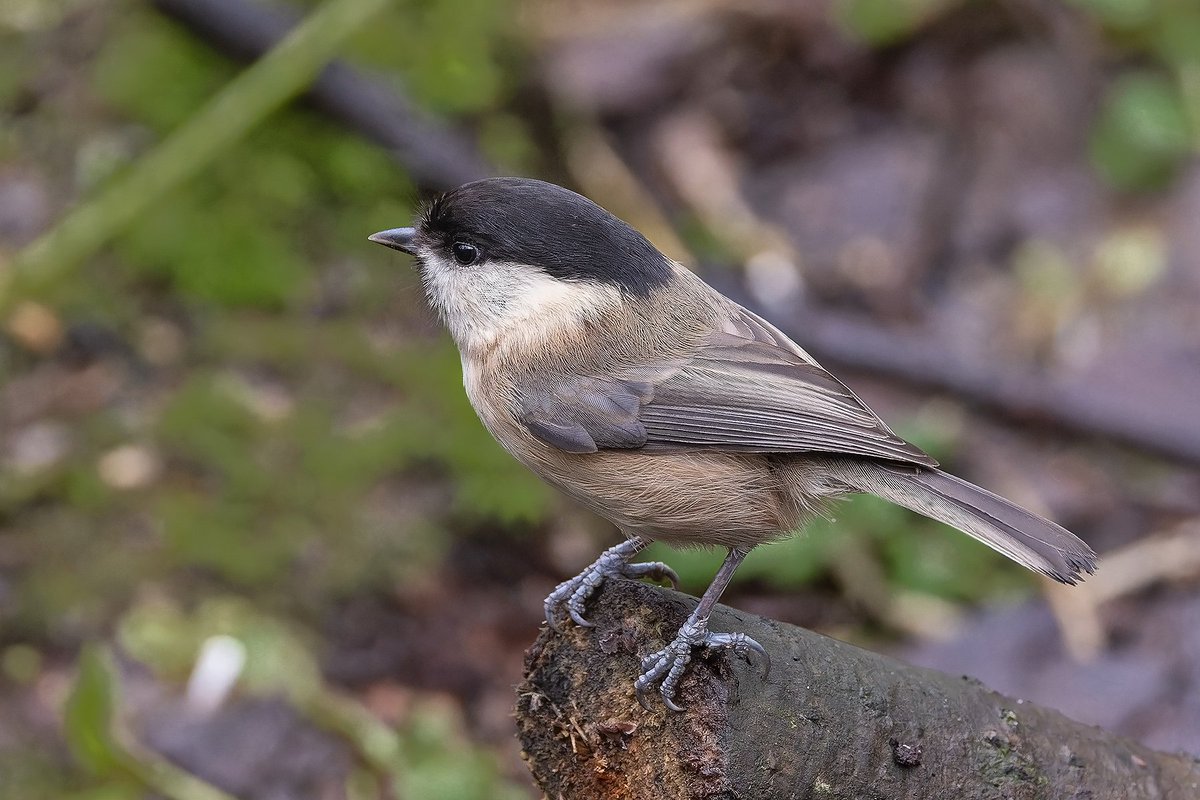 Willow Tit was a species I saw annually in the UK until the 1990s. Since moving to East Lancashire in 1998, and with a c94% decline in the UK population (!!), this was only my 3rd UK sighting since 1999! #BirdsSeenIn2024 #willowtit #birdphotography @CanonUKandIE