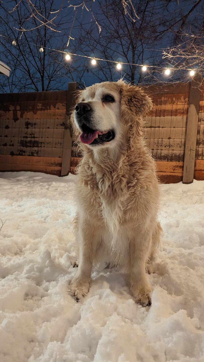 Fun in the snow! ❄️🌨 Gotta enjoy tonight, supposed to be rain tomorrow. ♥️🐶

#goldenretrivers #goldengracie #goldenpatrick #dogsoftwitter
#goldenretriever #HumpDay #WednesdayMotivation #Wednesdayvibe #Jessica #Greta #CeasefireNOW #wednesdaythought #Loser #Jeanette