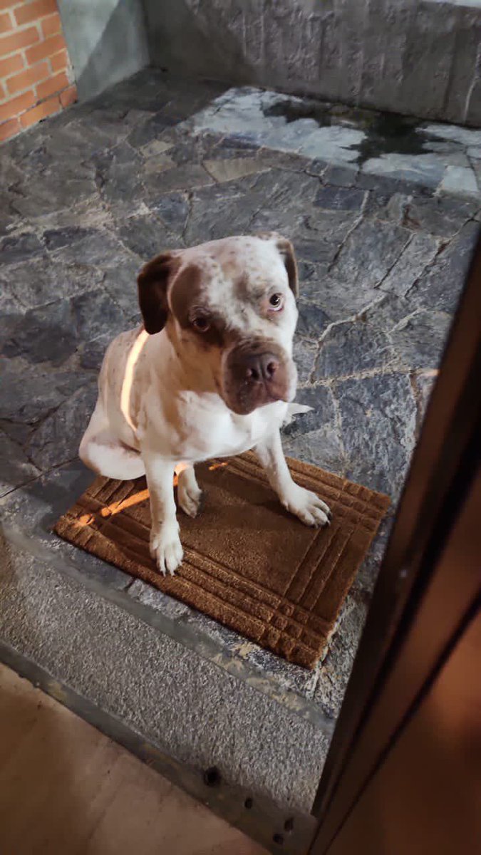 profeYas's tweet photo. ATENCIÓN 🚨
Quiero creer que esta perrita perdida y no que la abandonaron porque no hace otra cosa que sentarse a esperar 💔😭

Está por la avenida sur de la lagunita por donde está la iglesia ortodoxa. El hatillo, Caracas

Por favor me ayudan a difundir a ver si encontramos los dueños 🤞🏼