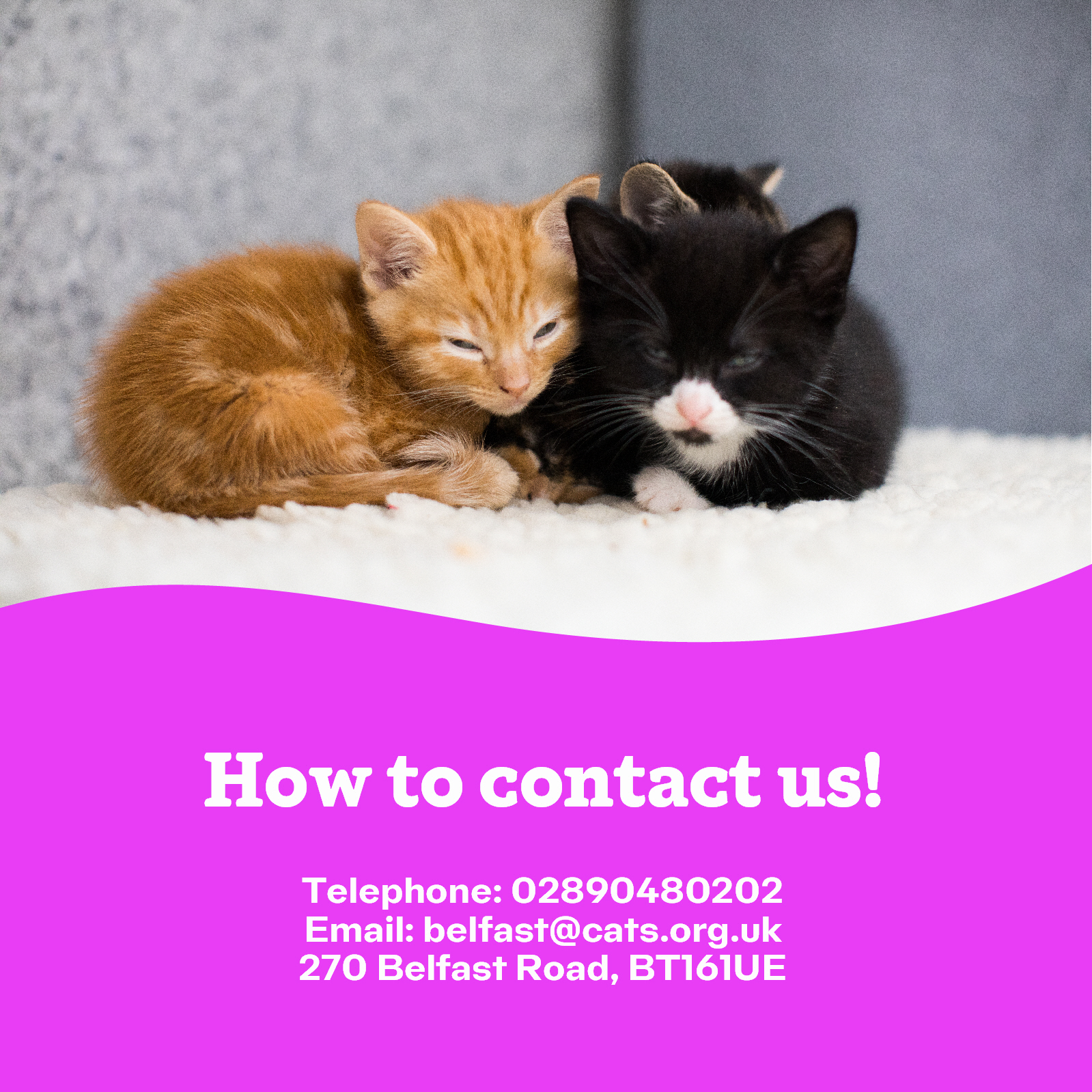 Cats Protection Belfast Adoption Centre CPBelfast X