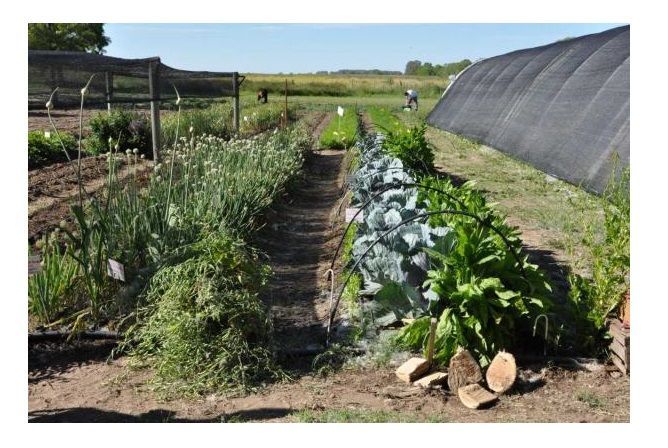 prohuerta's tweet photo. #Recomendaciones para la Huerta de verano 3

Frente a las elevadas temperaturas de esta época del año, te recomendamos ubicar los cultivos de manera estratégica para tener sombra y fomentar la aparición de insectos benéficos.

Conocé las 3 claves aquí 👉🏽 https://t.co/sE0cR8dAdV https://t.co/ClJx8KD0Wd