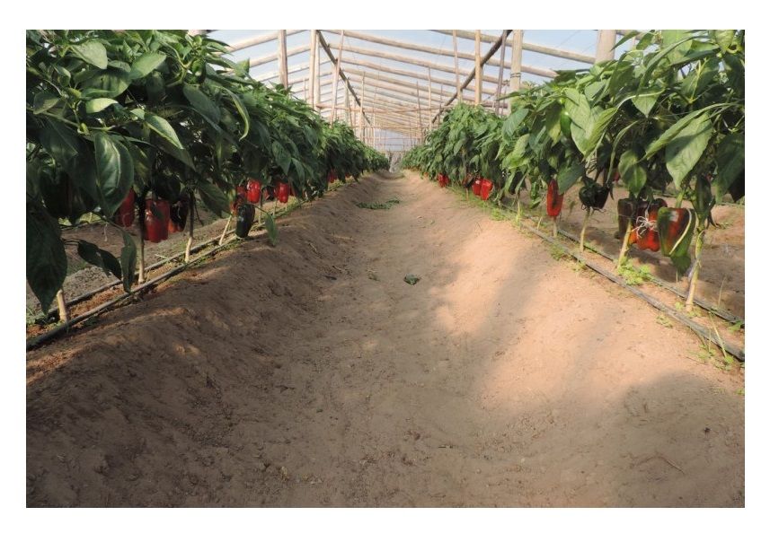 prohuerta's tweet photo. #Recomendaciones para la Huerta de verano 3

Frente a las elevadas temperaturas de esta época del año, te recomendamos ubicar los cultivos de manera estratégica para tener sombra y fomentar la aparición de insectos benéficos.

Conocé las 3 claves aquí 👉🏽 https://t.co/sE0cR8dAdV https://t.co/ClJx8KD0Wd