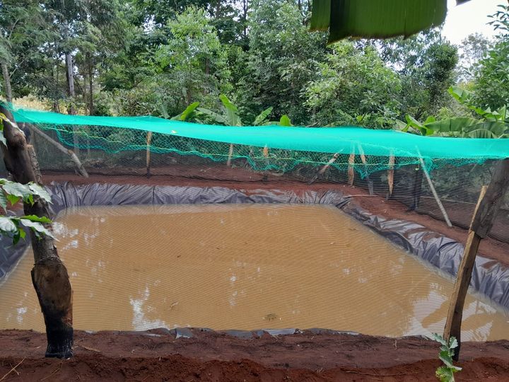 demi_farm's tweet photo. Tilapia farming is a very profitable industry, and many people all over the world make money by starting tilapia farming.
Example of a fish pond https://t.co/1XnEkbcaFw