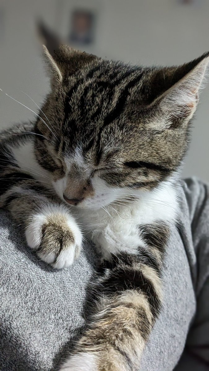 Meet biscuit the newest member of the family. #CatsOfTwitter