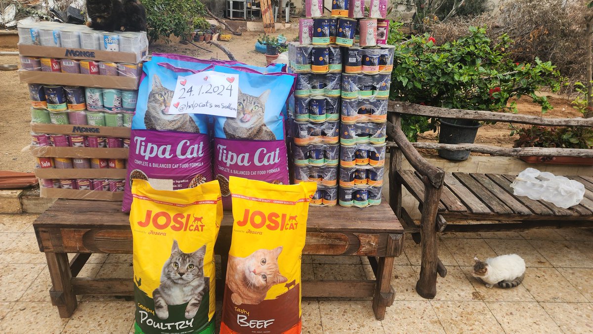 helpcatsmsallam's tweet image. My dear friends.. As I told you before, you are the one who gives me life. You are the one who gives me hope in these difficult circumstances. I was able to buy food for the cats. You cannot imagine how difficult it is to find food for them. I spent two days in a row searching. I…