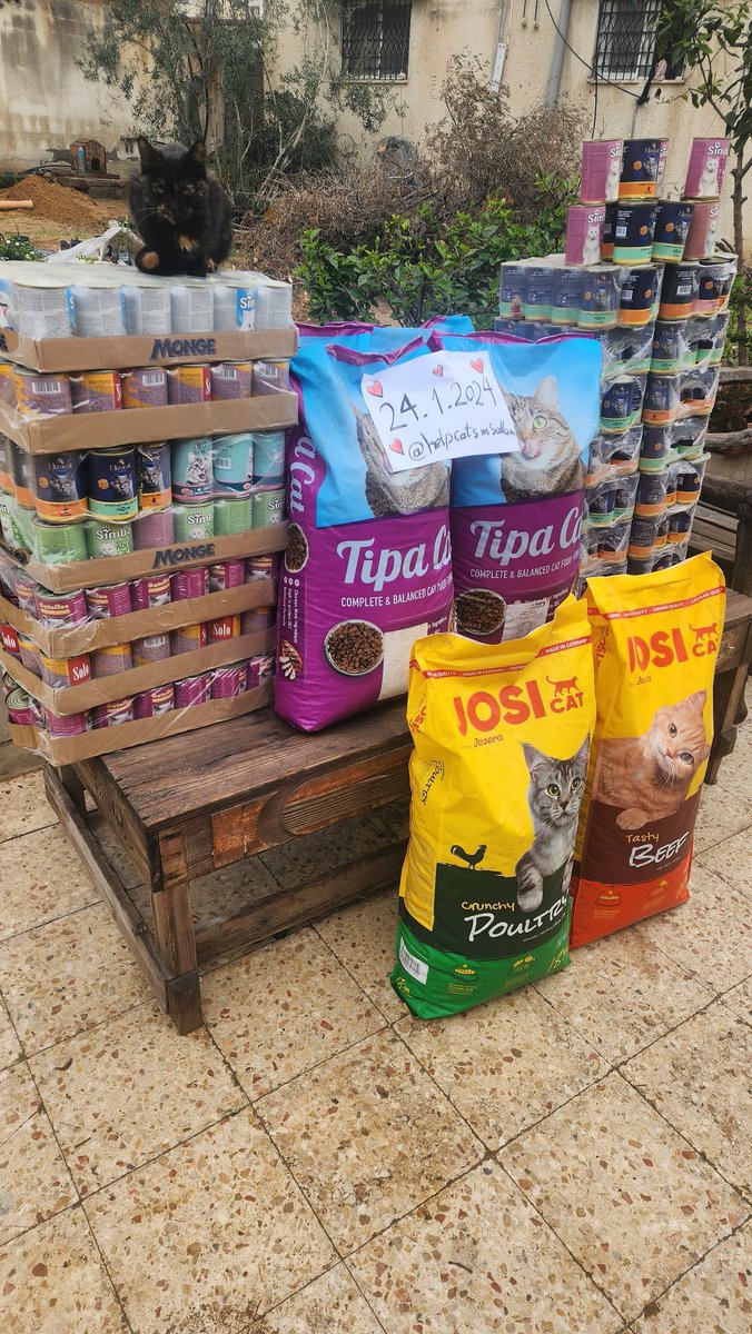 helpcatsmsallam's tweet image. My dear friends.. As I told you before, you are the one who gives me life. You are the one who gives me hope in these difficult circumstances. I was able to buy food for the cats. You cannot imagine how difficult it is to find food for them. I spent two days in a row searching. I…