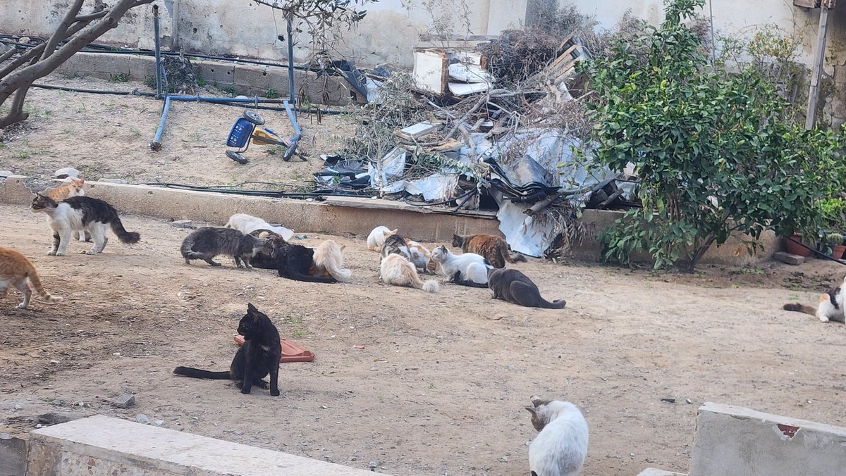 helpcatsmsallam's tweet image. My dear friends.. As I told you before, you are the one who gives me life. You are the one who gives me hope in these difficult circumstances. I was able to buy food for the cats. You cannot imagine how difficult it is to find food for them. I spent two days in a row searching. I…