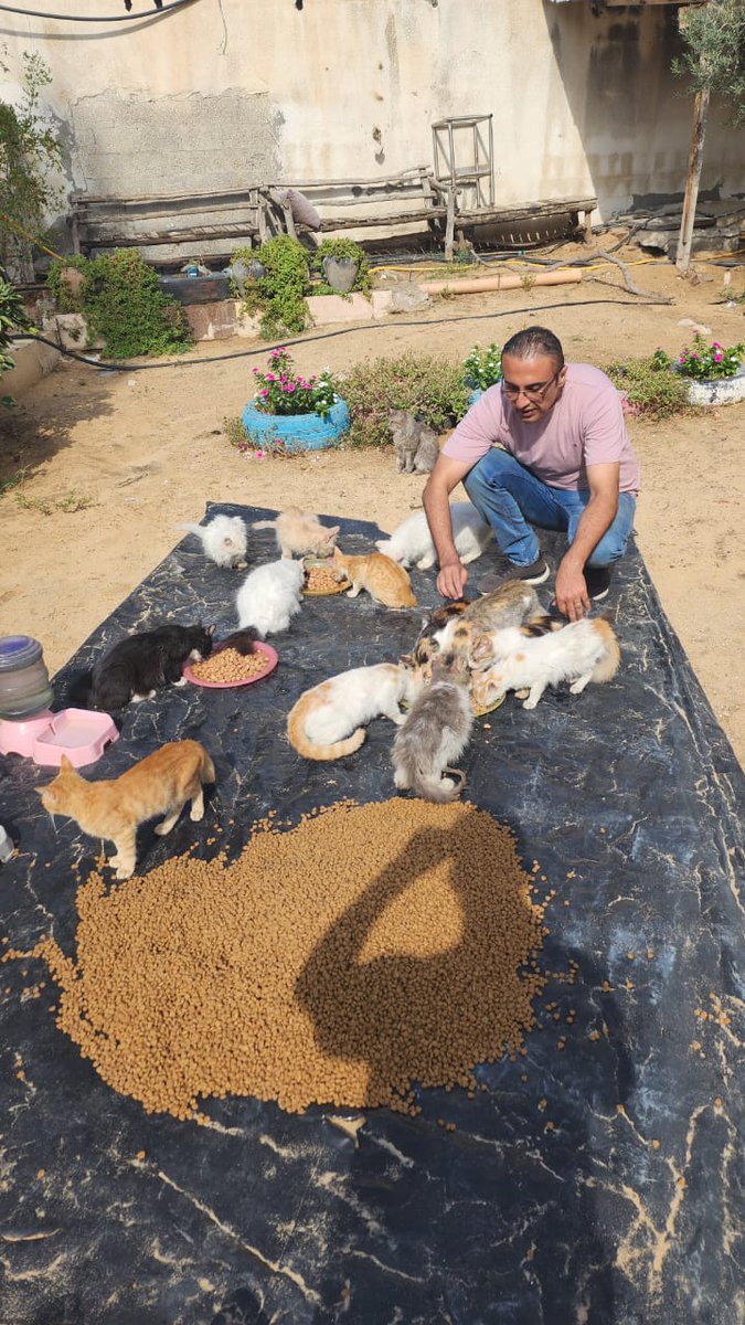 helpcatsmsallam's tweet image. My dear friends.. As I told you before, you are the one who gives me life. You are the one who gives me hope in these difficult circumstances. I was able to buy food for the cats. You cannot imagine how difficult it is to find food for them. I spent two days in a row searching. I…