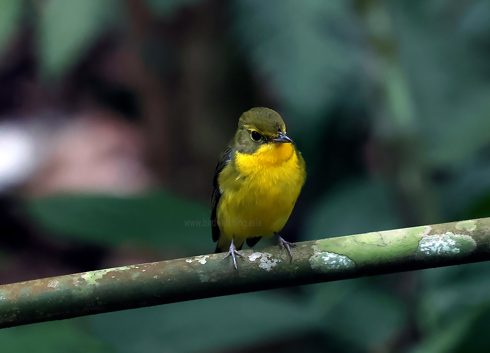 BirdWatchingMy's tweet image. Green-backed Flycatcher in Taiping, Malaysia. #BirdsSeenin2024 #Xbirds #Twitterbirds #BirdsOfTwitter #malaysiabirdwatching #birdsofmalaysia #flycatchers #greenbackedflycatcher #birdphotography