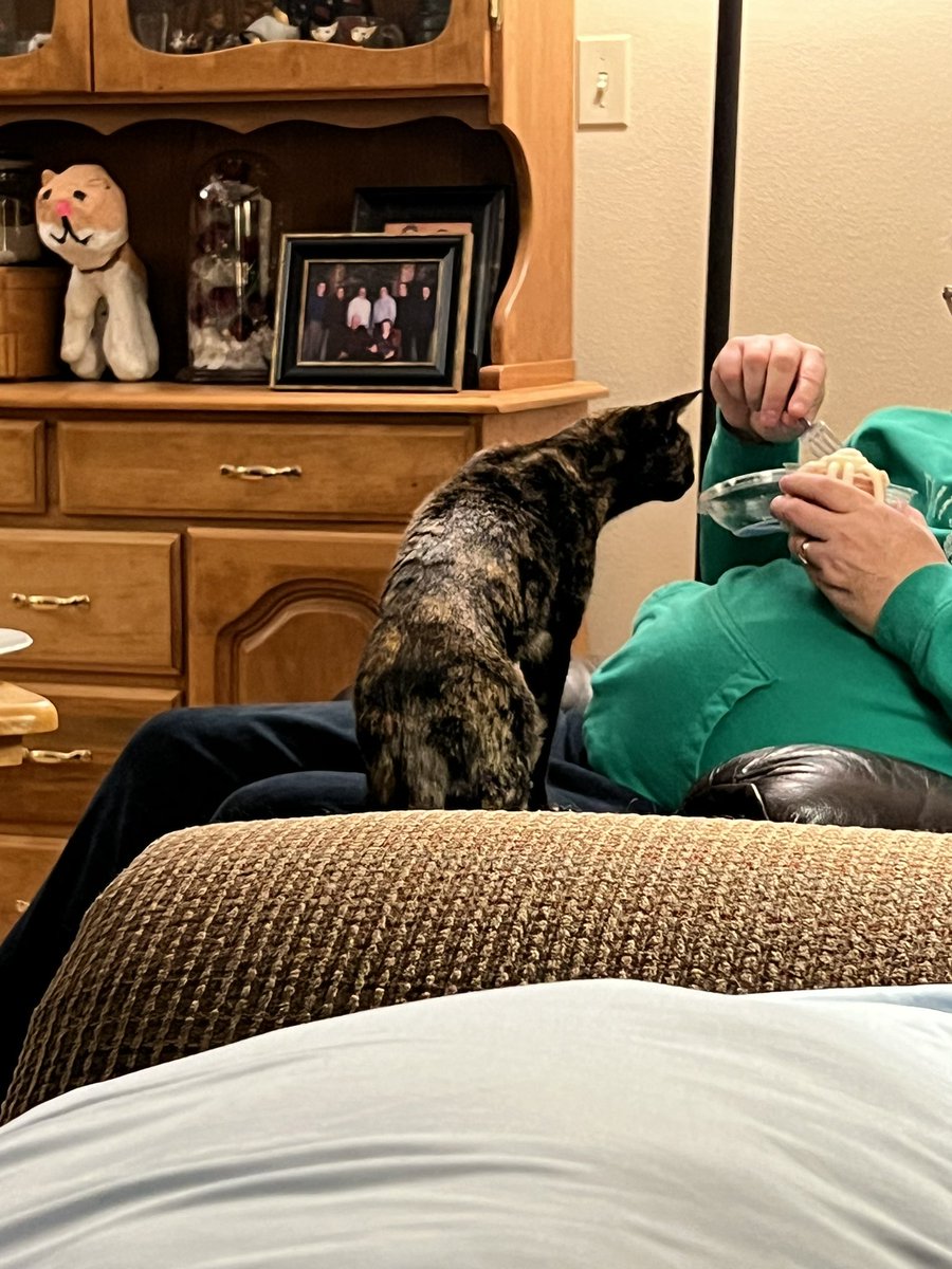 GibsonTheKitty's tweet photo. Why you not share with me???
#RequestDenied https://t.co/85E0s8iM9l