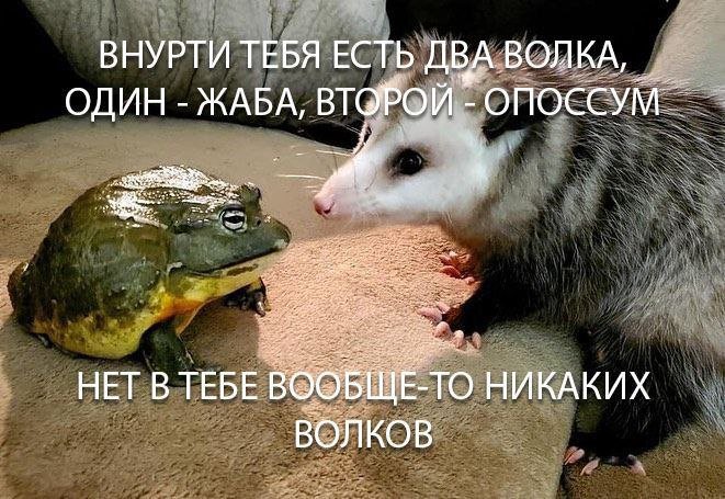 🐸жабья принцесса👑 (@kxiq7u7oc8nsgnc) on Twitter photo 