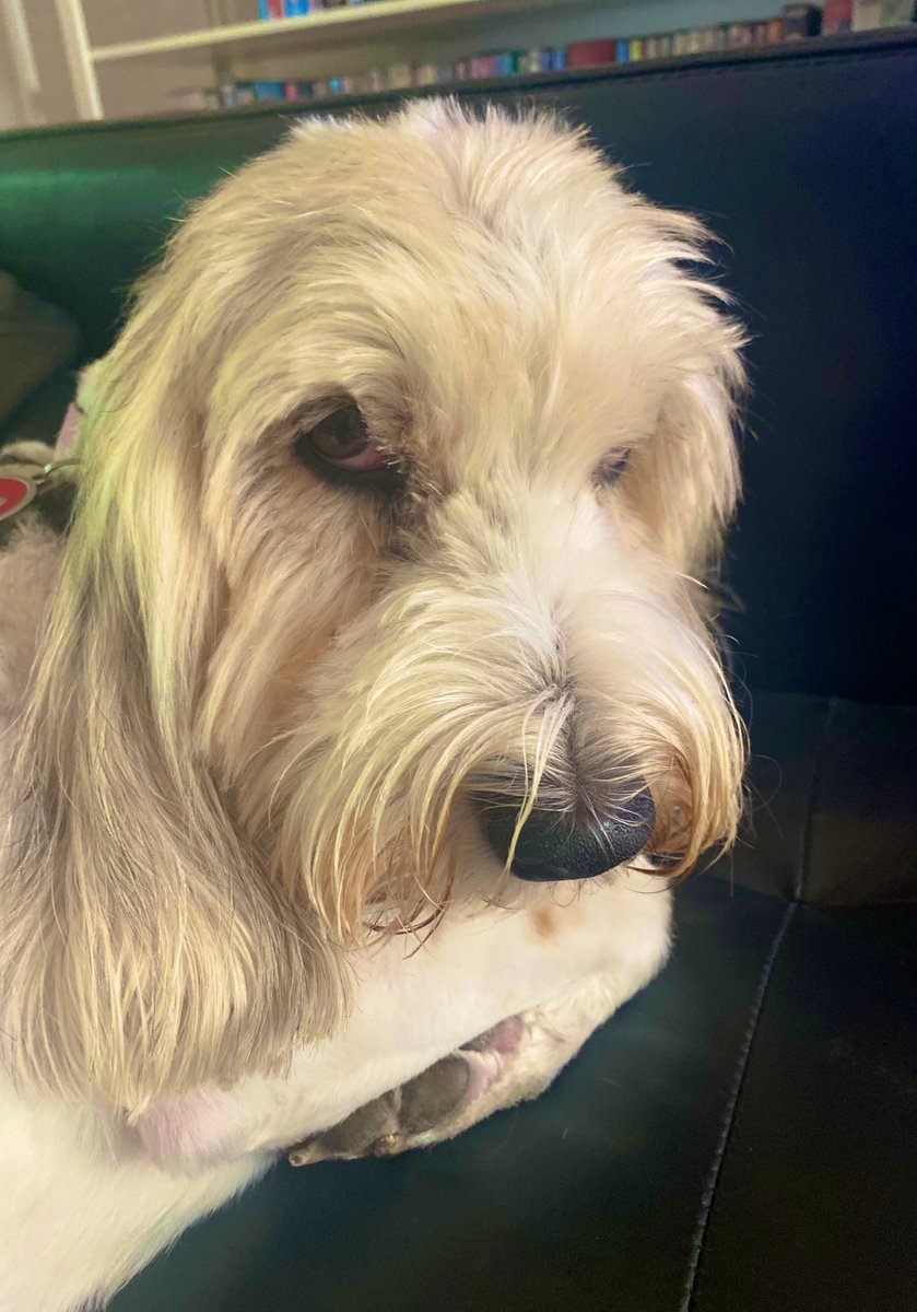 good_pbgv's tweet photo. Ruff! Dottie got a soft fluffy new bed, so I decided to try it out.
I forgot she is half my size.
Oops.
See her face - very unimpressed 😳
#PBGV_WipeOut #PBGV #DogsofTwitter #HoundsofTwitter #dogs https://t.co/1gNvymw3j5