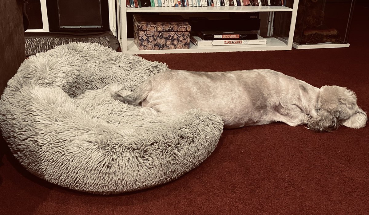 Ruff! Dottie got a soft fluffy new bed, so I decided to try it out. I forgot she is half my size. Oops. See her face - very unimpressed 😳 #PBGV_WipeOut #PBGV #DogsofTwitter #HoundsofTwitter #dogs