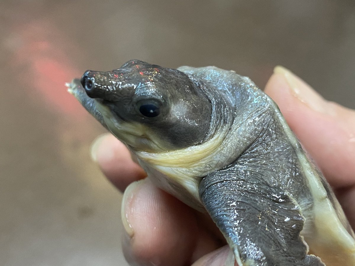 FReptiles's tweet photo. 𓆈𓆉𓆊𓆌𓆏𓆐𓆑𓆓𓆗𓆙𓆚

2023.1.22入荷
 【Carettochelys insculpta】
 #スッポンモドキ #PignosedTurtle
2023.7月importインドネシア産

直近で輸入された個体ではなく、国内長期ストック個体となります。
もちろん状態は抜群、カメプロス沈下性、プレコフードを爆食しております。

今回は2匹入荷✨
安定安心の個体を是非ご検討くださいませ。

 #FINEREPTILES
 #ファインレプタイルズ
 #爬虫類専門店広島
 #爬虫類ショップ広島
 #スッポンモドキ販売

𓆈𓆉𓆊𓆌𓆏𓆐𓆑𓆓𓆗𓆙𓆚