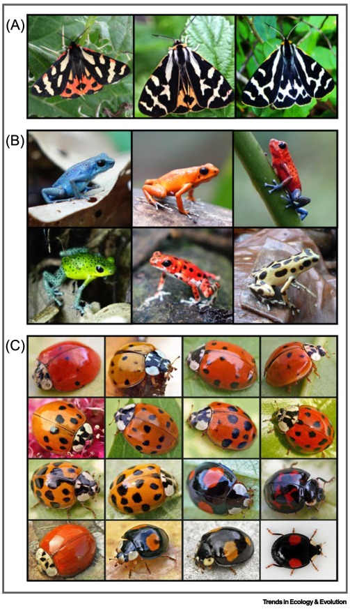 Online now: Embracing the diversity in diverse warning signals dlvr.it/T1ppHk