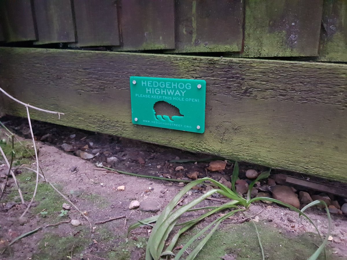 Replacing a fence due to #StormIsha or #StormJocelyn ask for a #hedgehog hole to be cut or make a gap underneath to create a #HedgehogHighway linking your gardens. Or plant a native hedge. #Hedgehogs