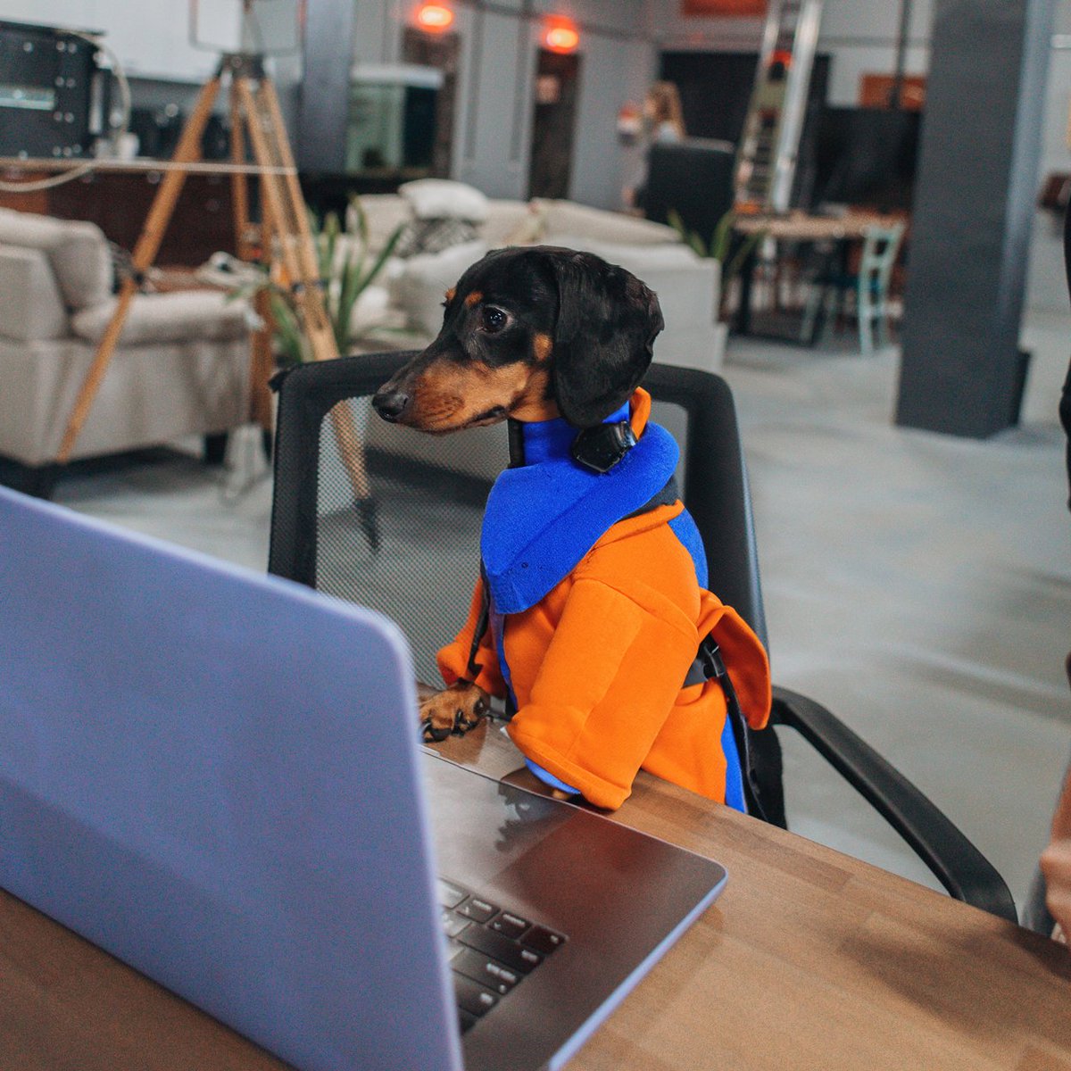 Writing code with such a tailed friend is never boring 😅 👌
Hey, do you have such a "player" in your team?

#corporatedog #officedog #officelife #teammember #Wednesdayvibe