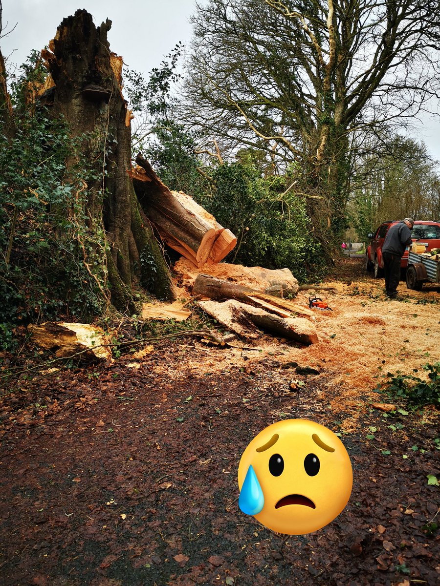 Came across this fallen Beech tree circa 140 years old. Magestic. Sad. #StormIsha #StormJocelyn