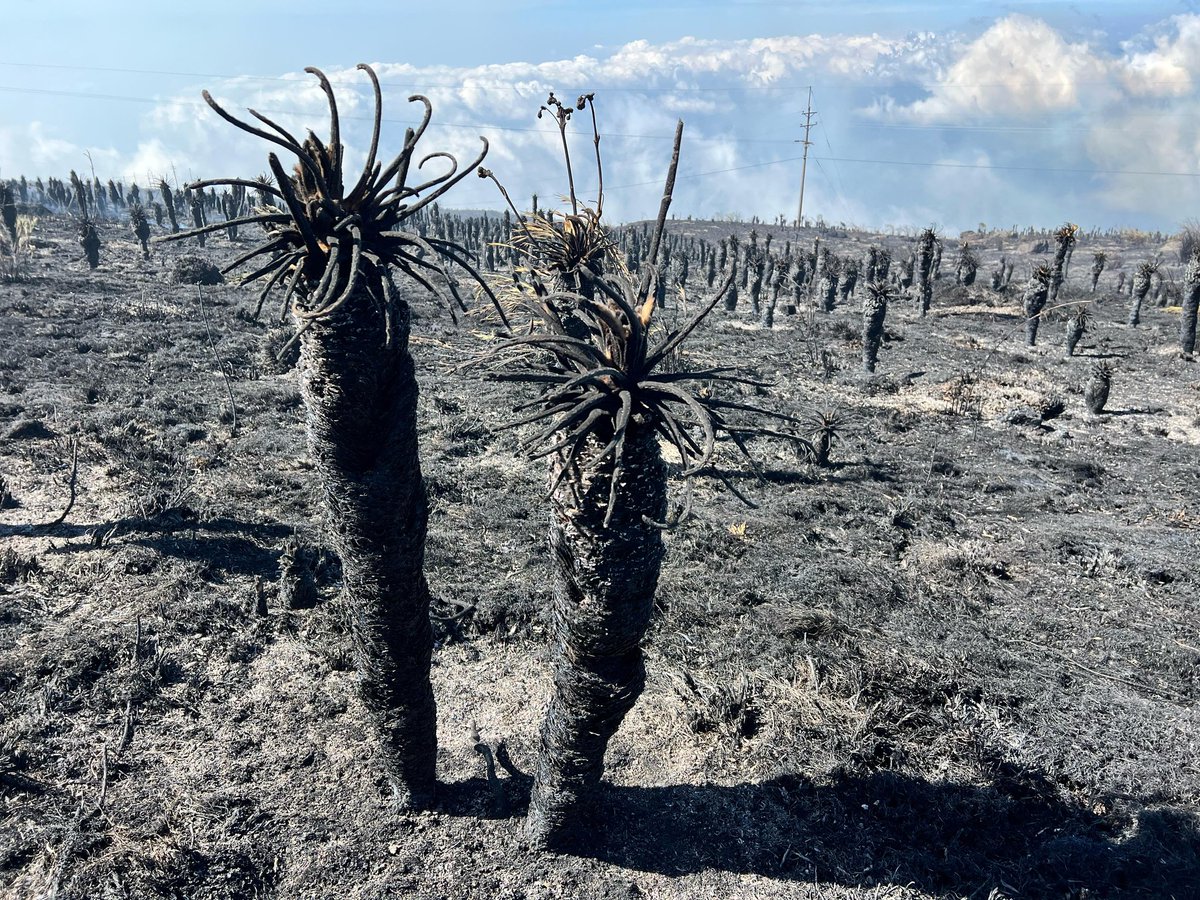 Olga L Gonzalez tweet media