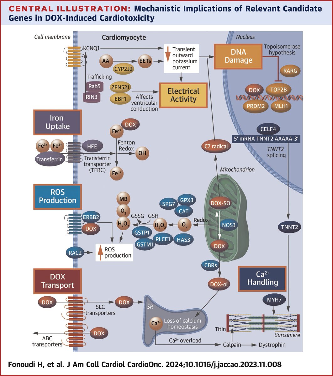 📰Hot off the press! #CardioOnc
 @JACCJournals #JACCCardioOnc

Comprehensive assessment of 38 #doxorubicin #cardiotoxicity related genes using #CRISPR/Cas9 in hiPSC-CMs: tinyurl.com/2bu995e3