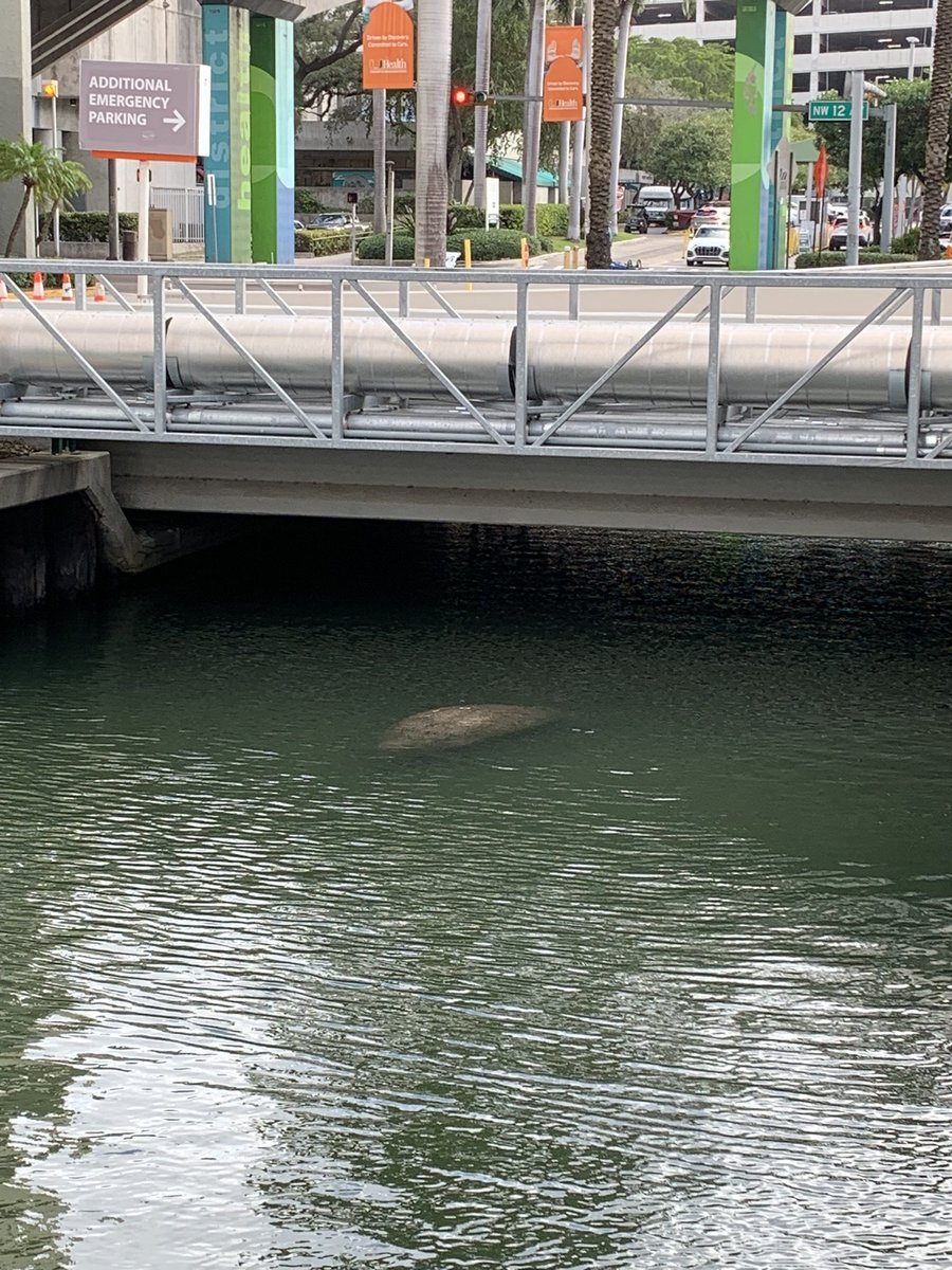TaylorJ_MD's tweet photo. The 5-minute walk from my lab office to the hospital for rounds on #Leukemia service are some of the most peaceful minutes of the day. Even saw a manatee in the river! #whenonservice @SylvesterCancer https://t.co/qzLij5nHOh