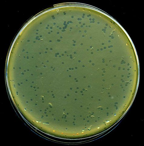 #MicrobeoftheMonth! Who am I?

1) I don't infect people.
2) I'm known for being pretty temperate.
3) My DNA is used as a molecular weight size marker in gel analysis of nucleic acids.

Think you know? Comment below!