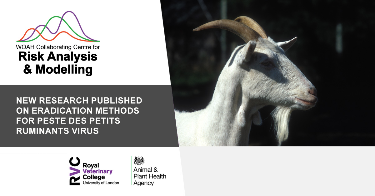 🐐 New research published on eradication methods for Peste des petits ruminants virus, an acute infectious disease of small ruminants that has been targeted for global eradication by 2030 @APHAgovuk #WOAHCCRAM ➡️ Read more: rvc.uk.com/peste-des-peti…