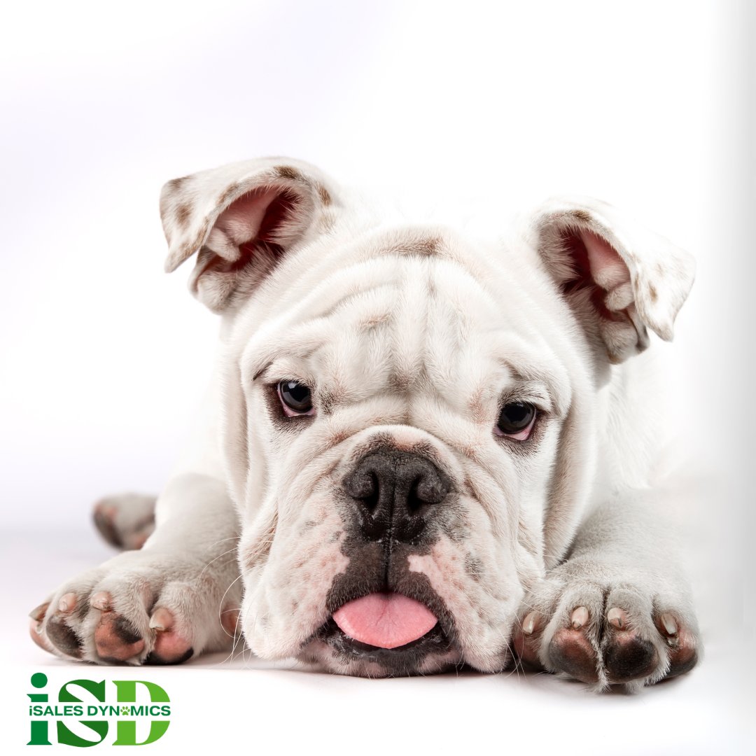 🐕 Don't be a sales bulldog, pushing your product relentlessly.  Listen to your client's needs like a friendly poodle, and watch the leads roll in! 🐩📈 #SalesSuccess #B2BListening #CustomerFirst