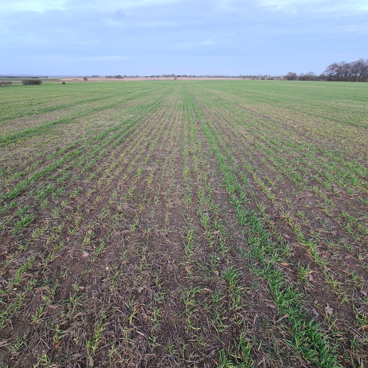 Simon Cowell tweet media