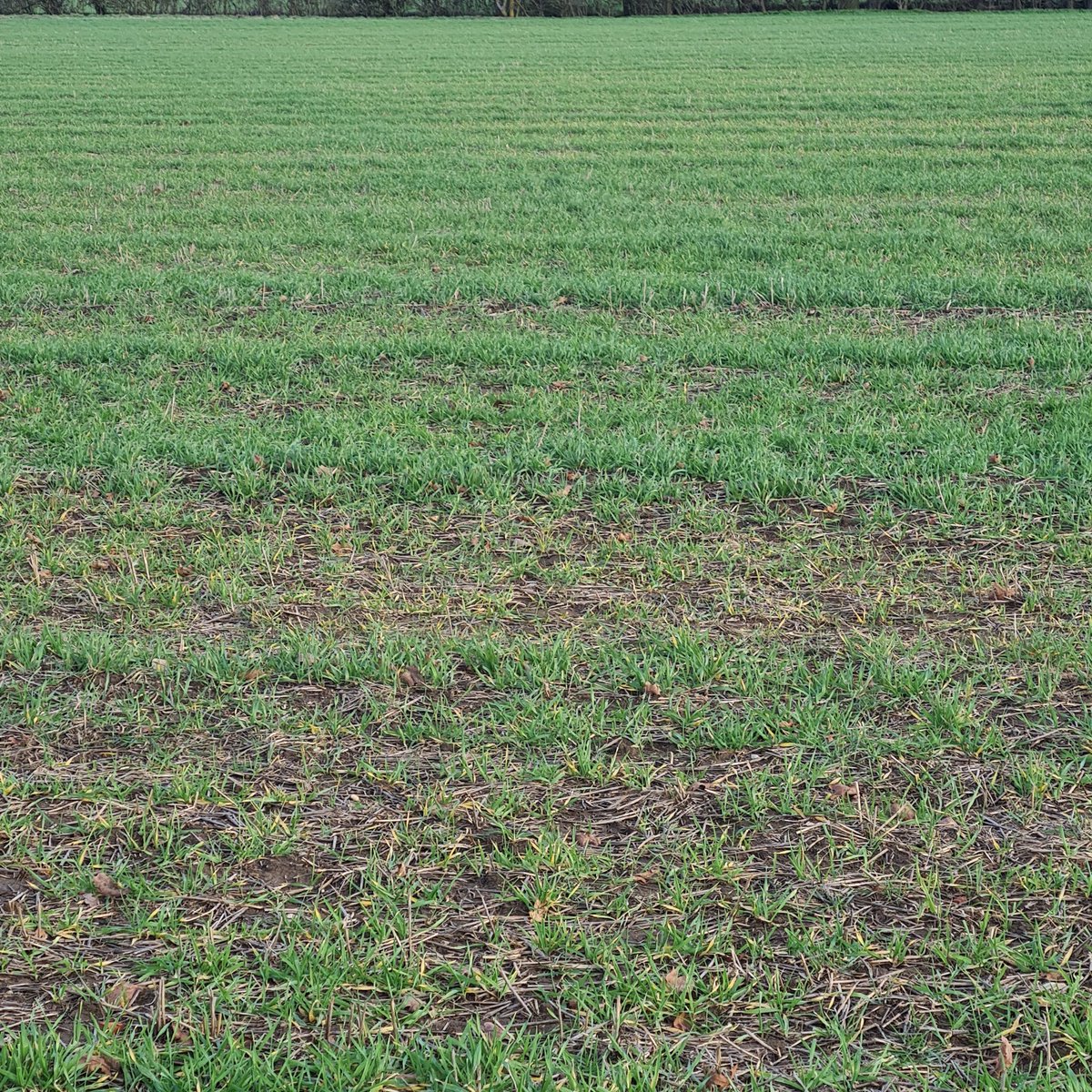 Simon Cowell tweet media