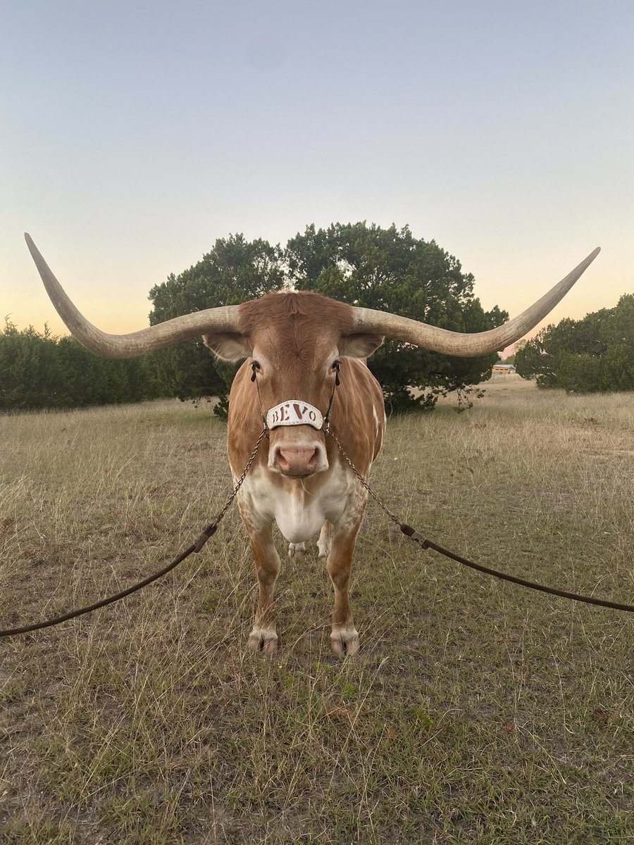 BEVO XV tweet media