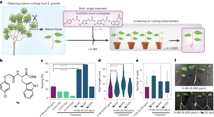 Slow release of a synthetic auxin induces formation of adventitious roots in recalcitrant woody plants go.nature.com/3ScIE33