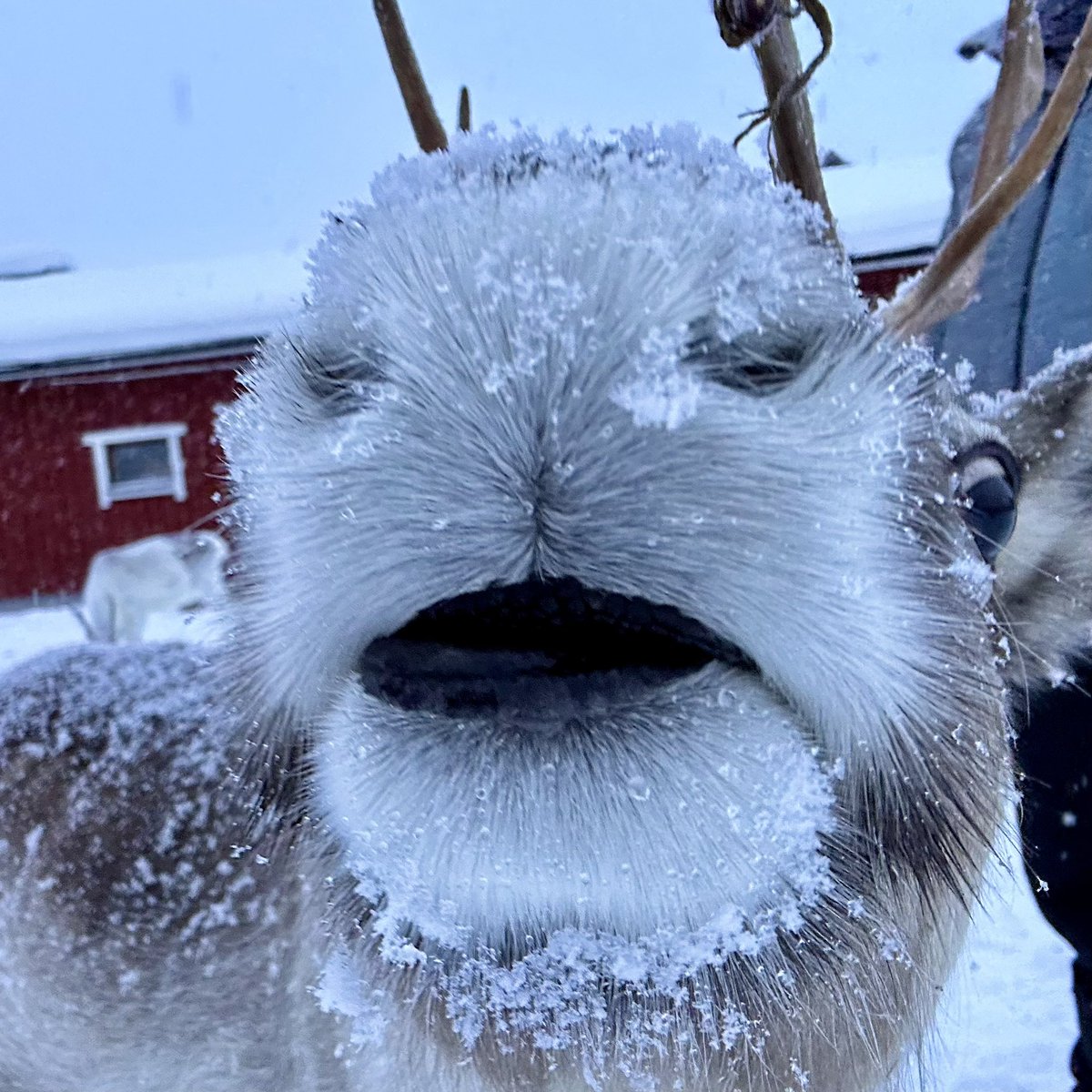 keirving's tweet photo. A reindeer safari in Levi, Lapland, January 2024 https://t.co/nHkWktx3sc